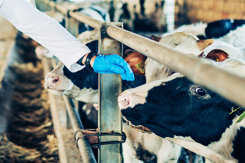 Case: Nord Technology and lifetest Case: Lifetest – IoT solution for veterinary laboratory operations