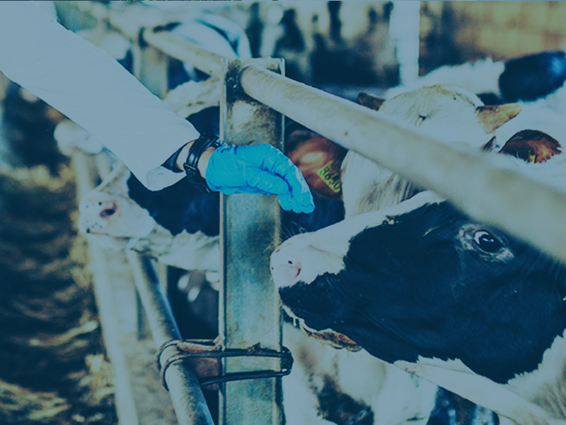 Løsning for dyrelæge